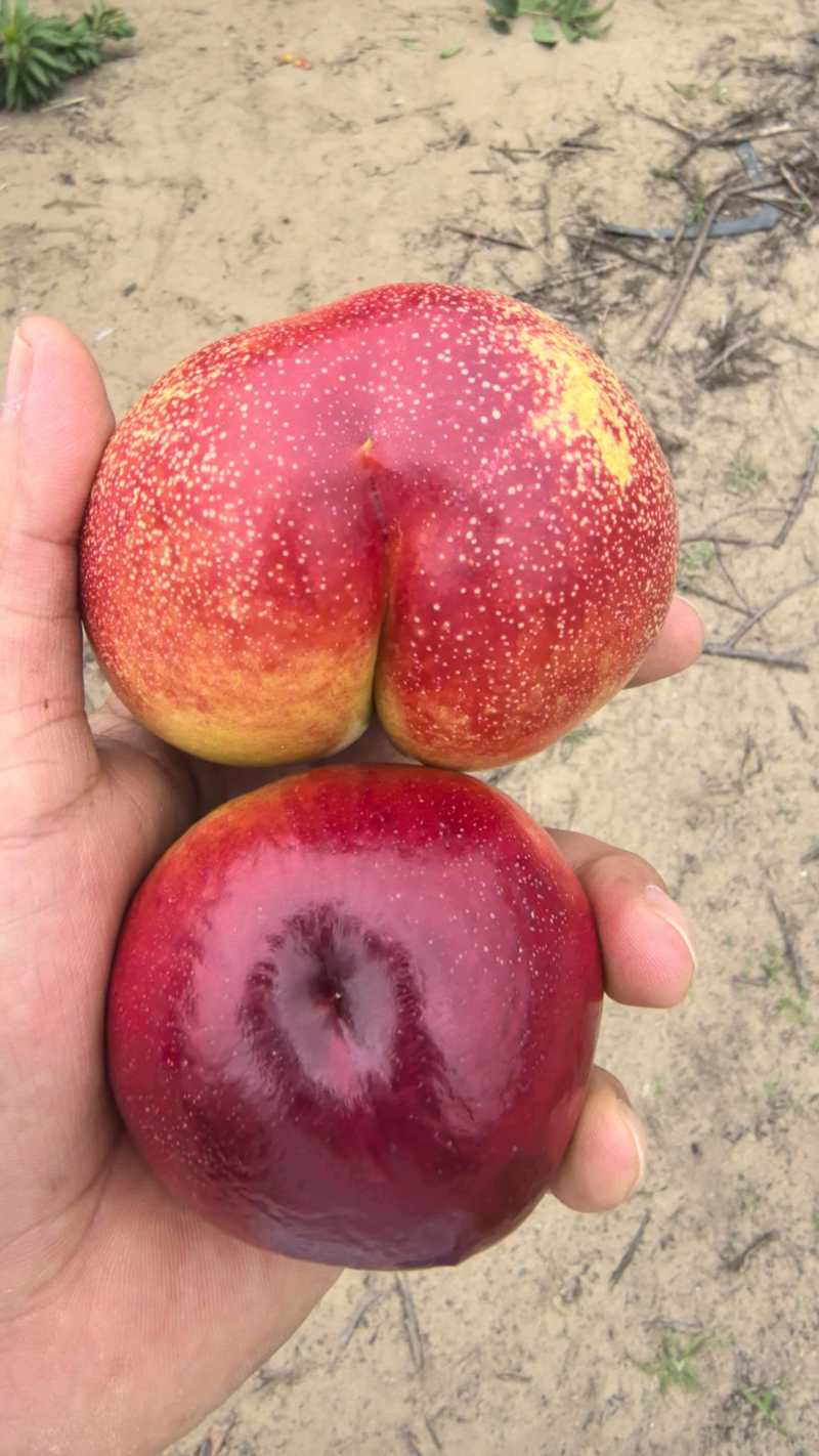 陕西桃子，毛桃，各种规格，价位合适，品质保证，统统有货