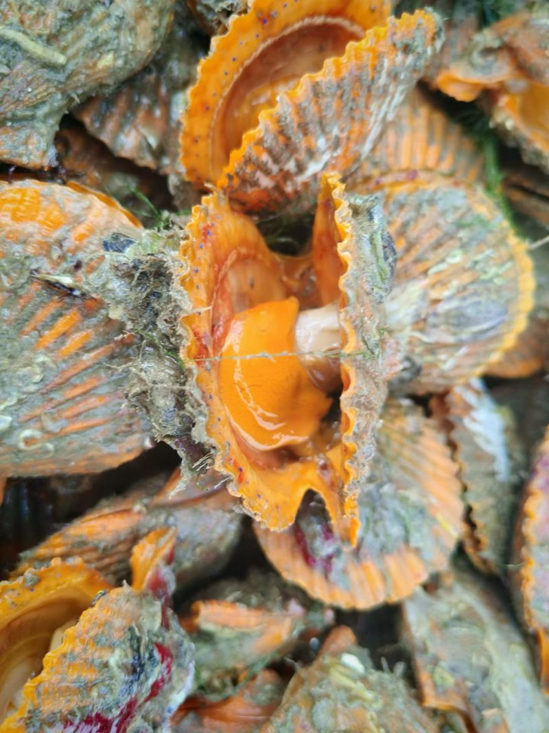 鲜活扇贝7-9一斤