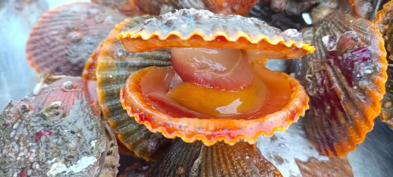 鲜活扇贝7-9一斤