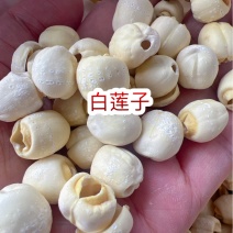 湖南白莲地摊电商批发实芯白莲去芯磨皮白莲去心莲子干货批发