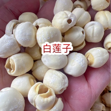 湖南白莲地摊电商批发实芯白莲去芯磨皮白莲去心莲子干货批发