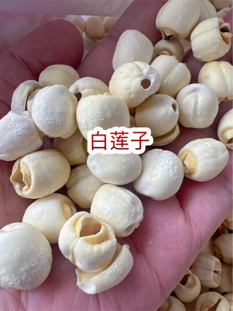 湖南白莲地摊电商批发实芯白莲去芯磨皮白莲去心莲子干货批发
