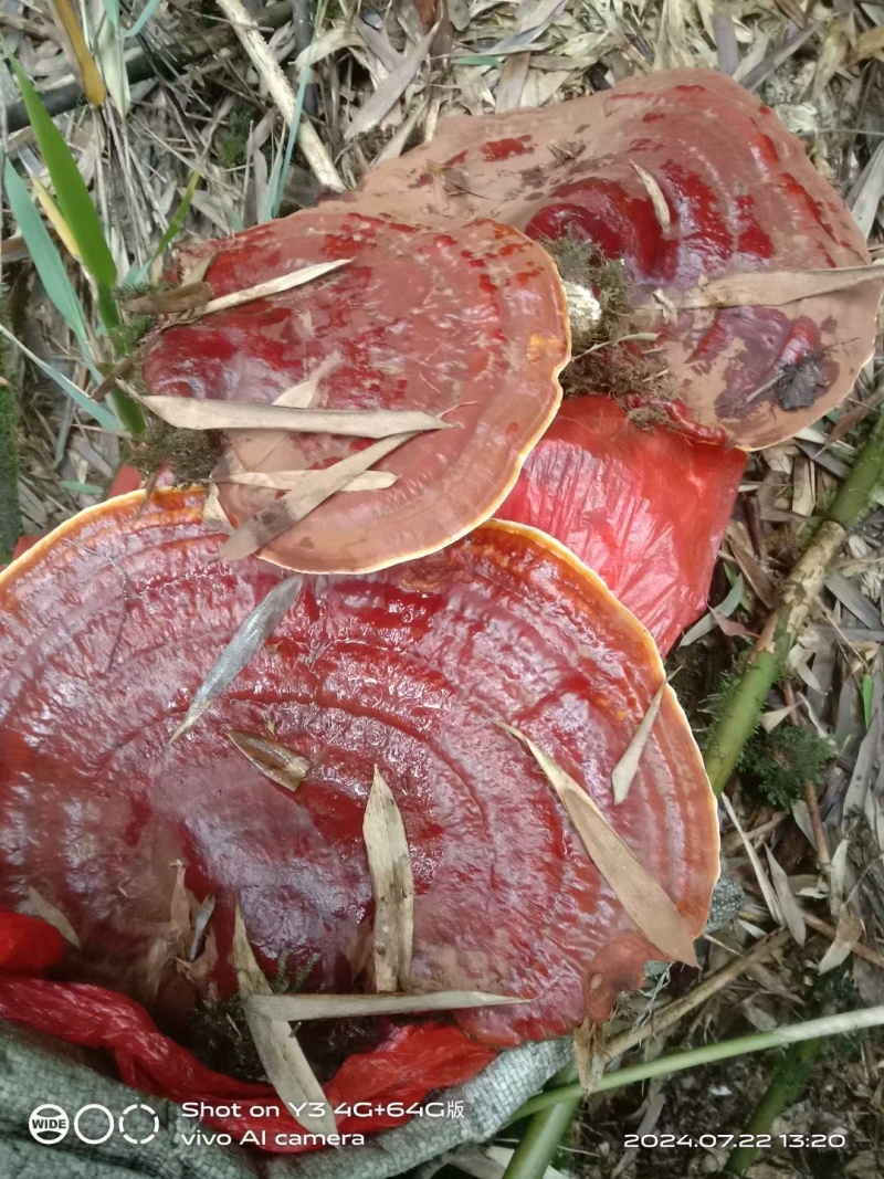 灵芝