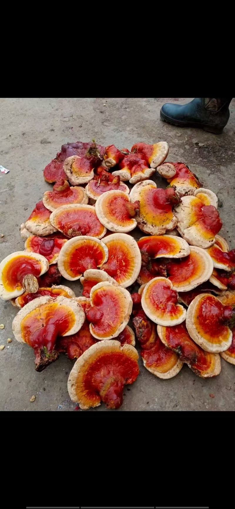 灵芝