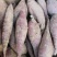 红瑶蜜薯苗、榴莲蜜薯苗拔苗大田苗都有汀甜大型育苗基地直供