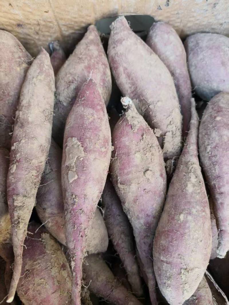 红瑶蜜薯苗、榴莲蜜薯苗拔苗大田苗都有汀甜大型育苗基地直供