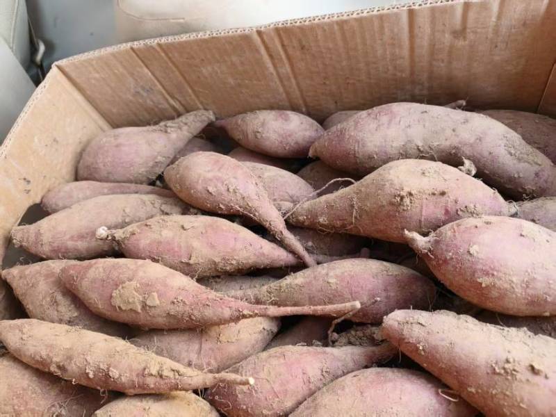 红瑶蜜薯苗、榴莲蜜薯苗拔苗大田苗都有汀甜大型育苗基地直供