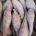 红瑶蜜薯苗、榴莲蜜薯苗拔苗大田苗都有汀甜大型育苗基地直供
