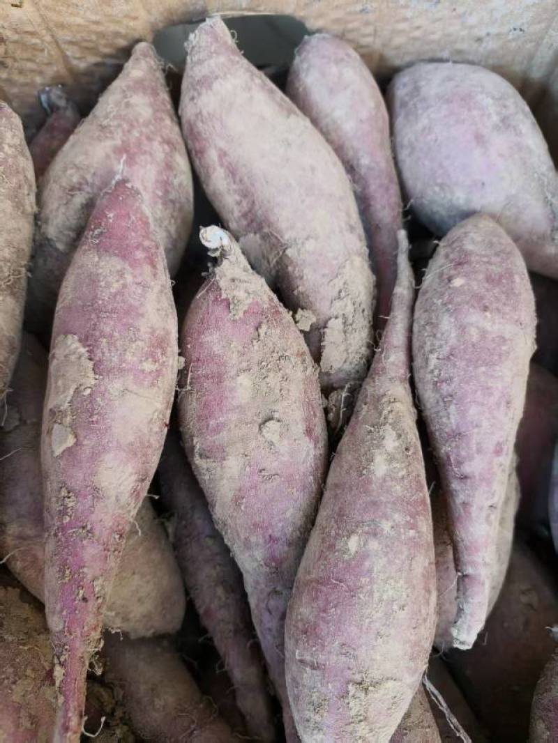 红瑶蜜薯苗、榴莲蜜薯苗拔苗大田苗都有汀甜大型育苗基地直供