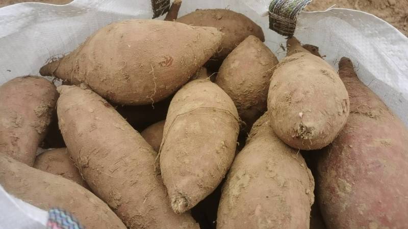 红瑶蜜薯苗、榴莲蜜薯苗拔苗大田苗都有汀甜大型育苗基地直供
