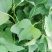 红瑶蜜薯苗、榴莲蜜薯苗拔苗大田苗都有汀甜大型育苗基地直供