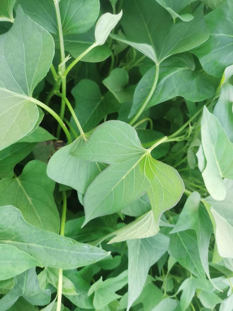 红瑶蜜薯苗、榴莲蜜薯苗拔苗大田苗都有汀甜大型育苗基地直供