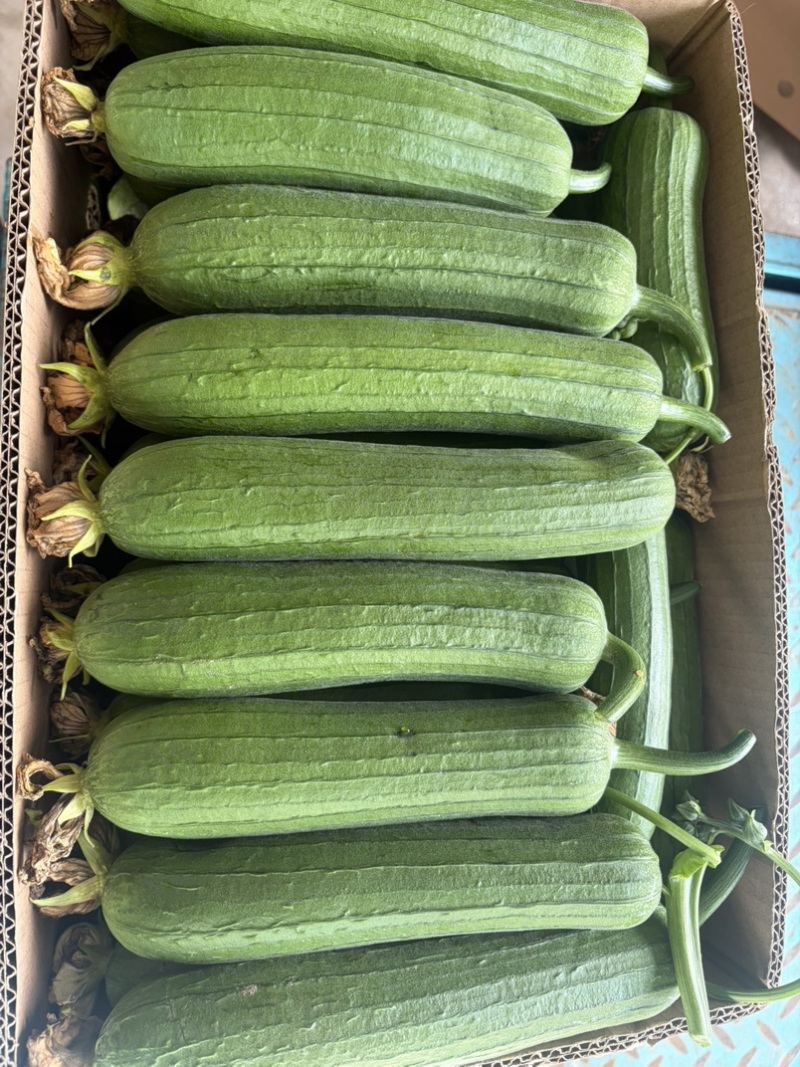 油皮丝瓜