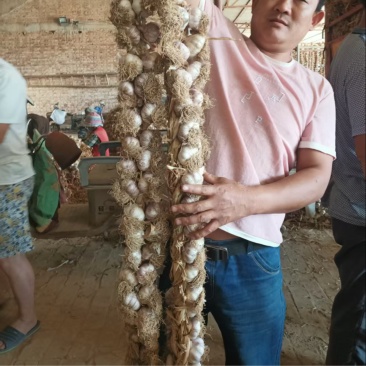 山东精品紫皮辫子蒜大量上市品质好有保障欢迎各地参考
