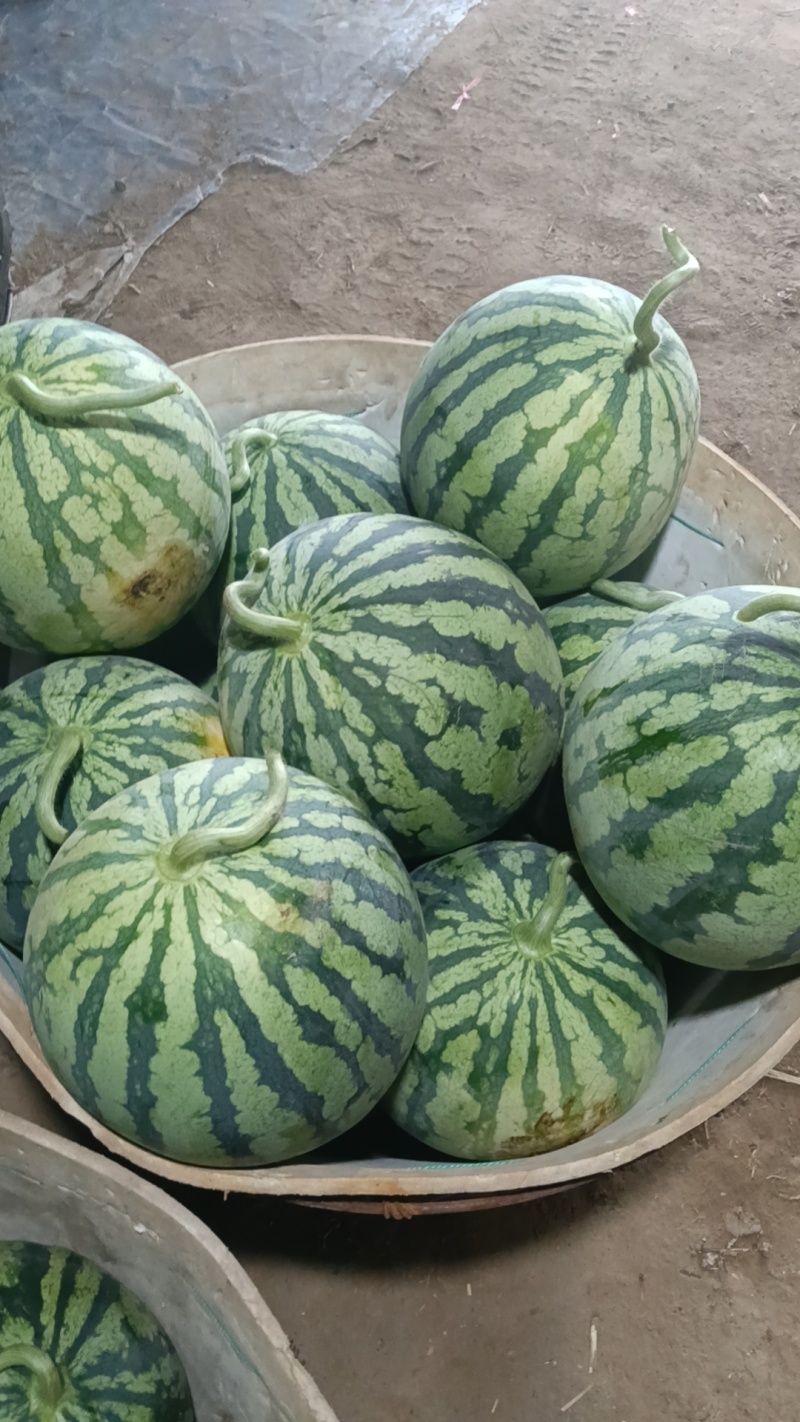 北京顺义绿果麒麟西瓜基地
