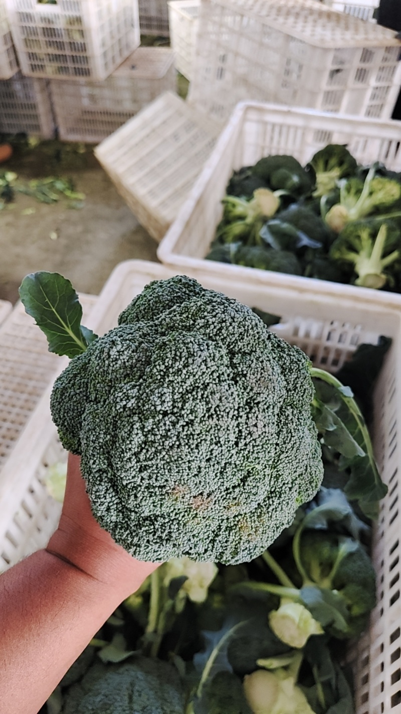 美青炎秀基地直供，冷库分拣颜色绿，球型好