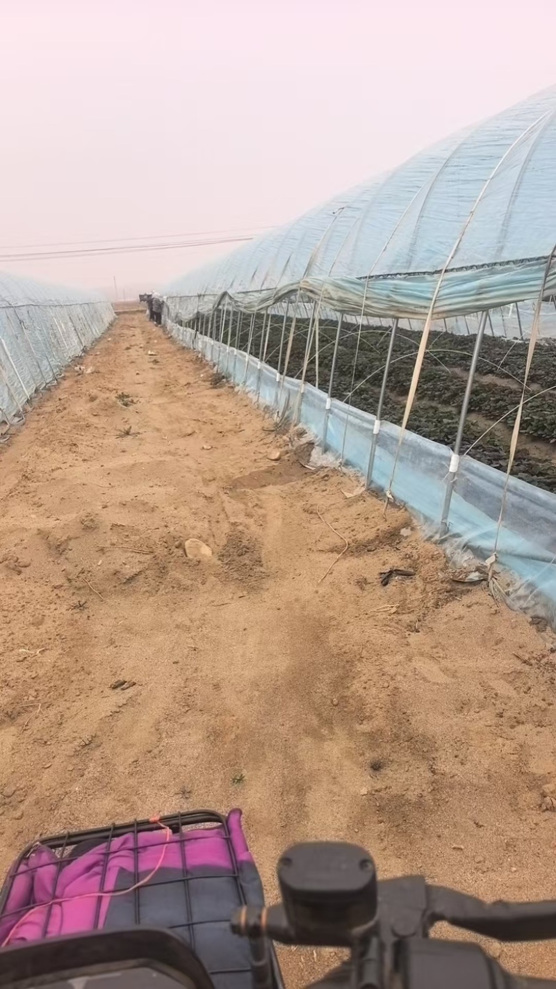 哈密红薯苗，河北家庭农场种植，价格合理，保质保量