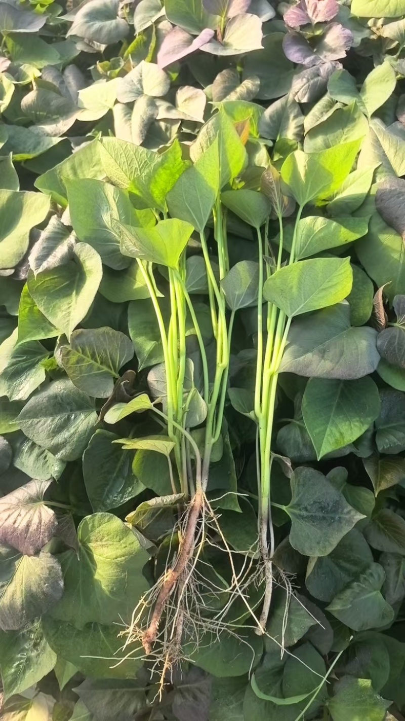 哈密红薯苗，河北家庭农场种植，价格合理，保质保量