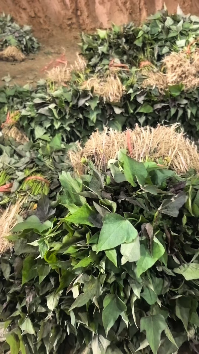哈密红薯苗，河北家庭农场种植，价格合理，保质保量