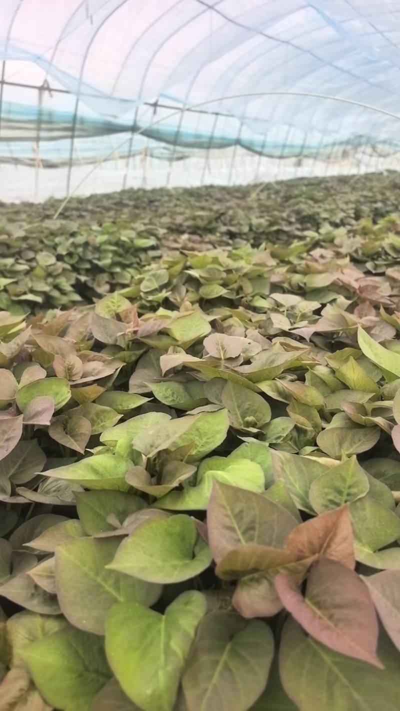 哈密红薯苗，河北家庭农场种植，价格合理，保质保量