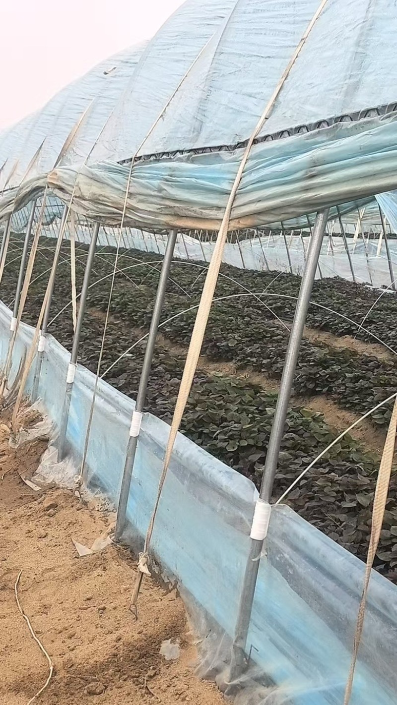 哈密红薯苗，河北家庭农场种植，价格合理，保质保量