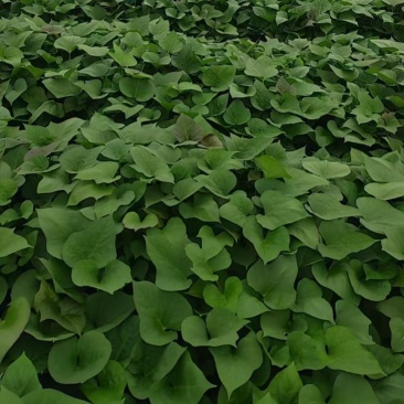 哈密红薯苗，河北家庭农场种植，价格合理，保质保量