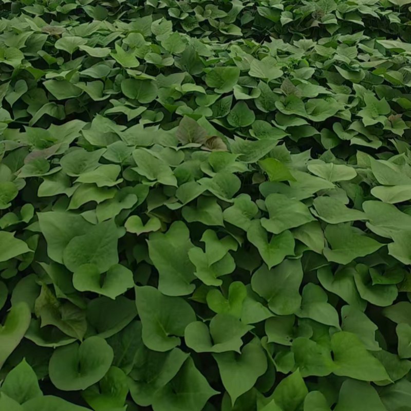 哈密红薯苗，河北家庭农场种植，价格合理，保质保量