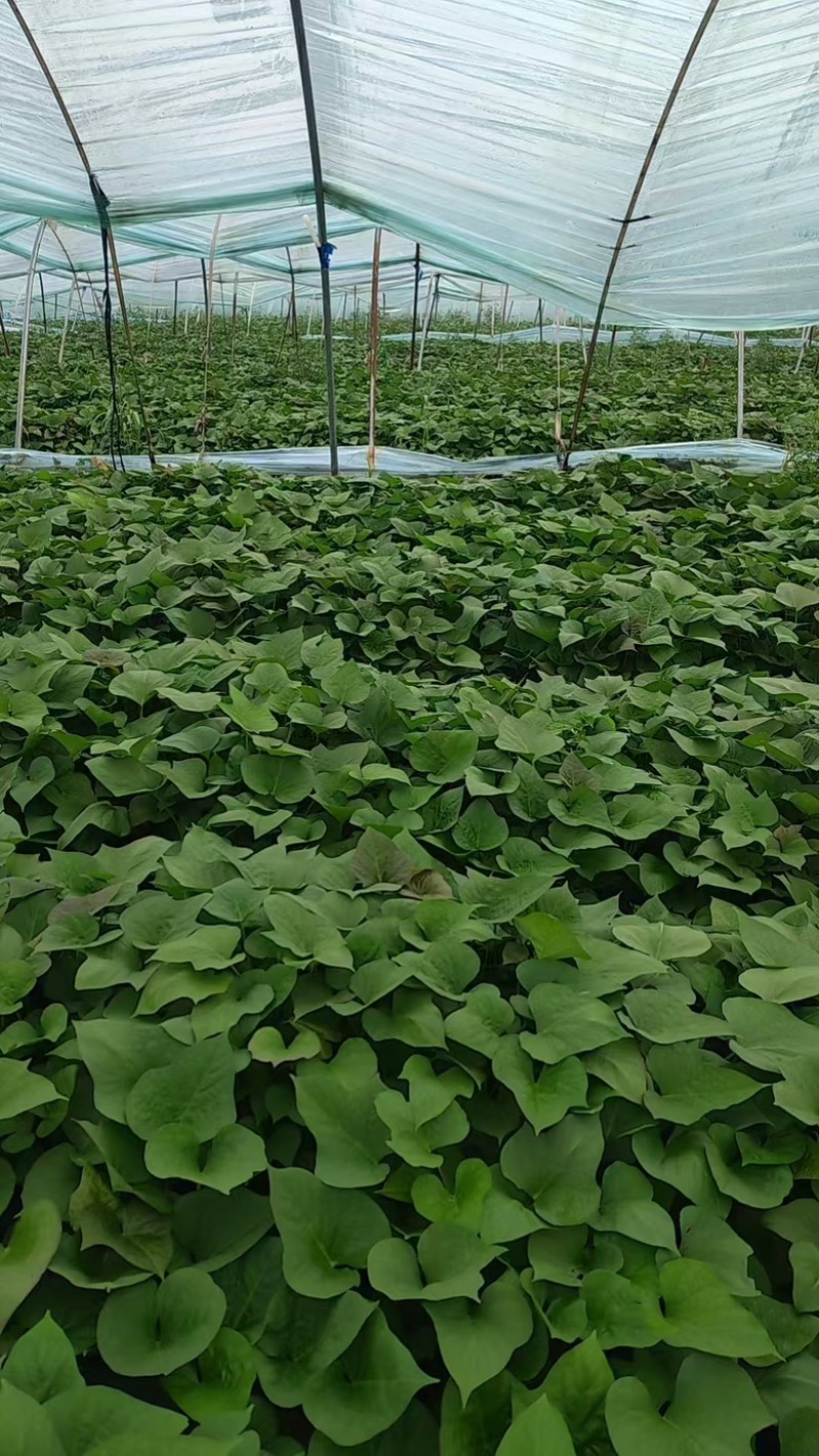 哈密红薯苗，河北家庭农场种植，价格合理，保质保量