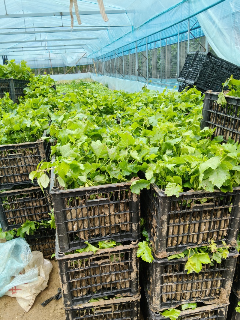阳光玟瑰，蓝宝石，玫瑰香，巨峰，各品种营养杯苗，全国发货