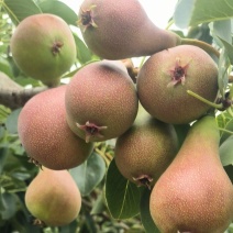 珍宝小香梨