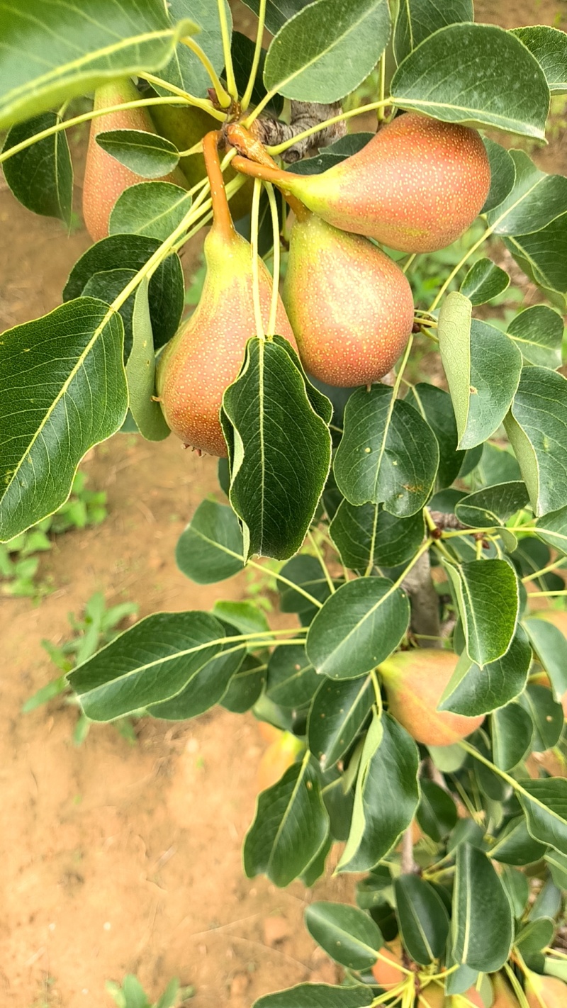 珍宝小香梨