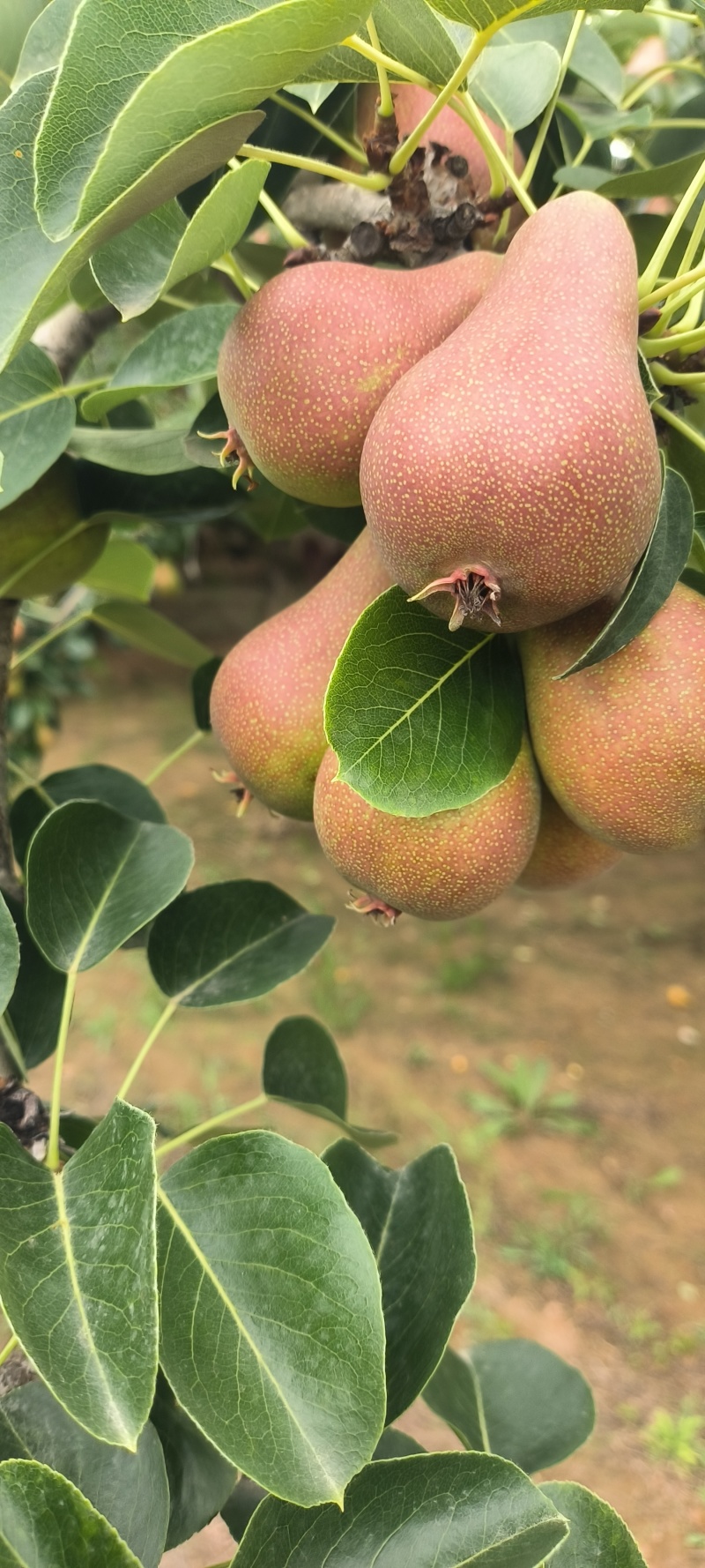 珍宝小香梨