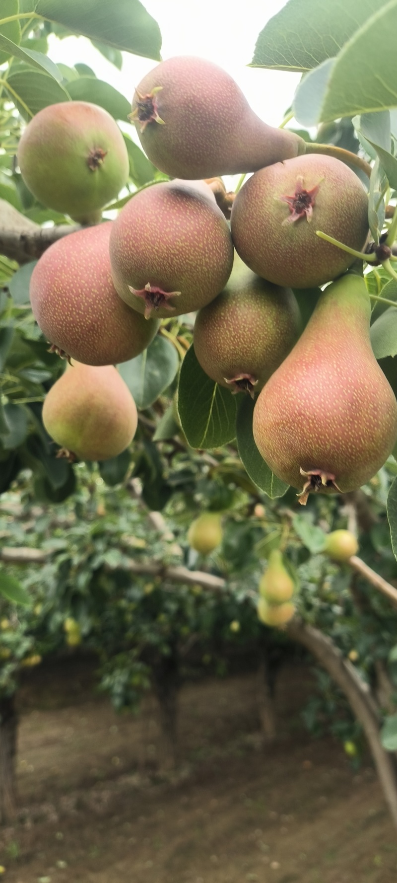 珍宝小香梨