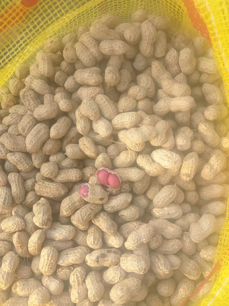 精品两粒红花生