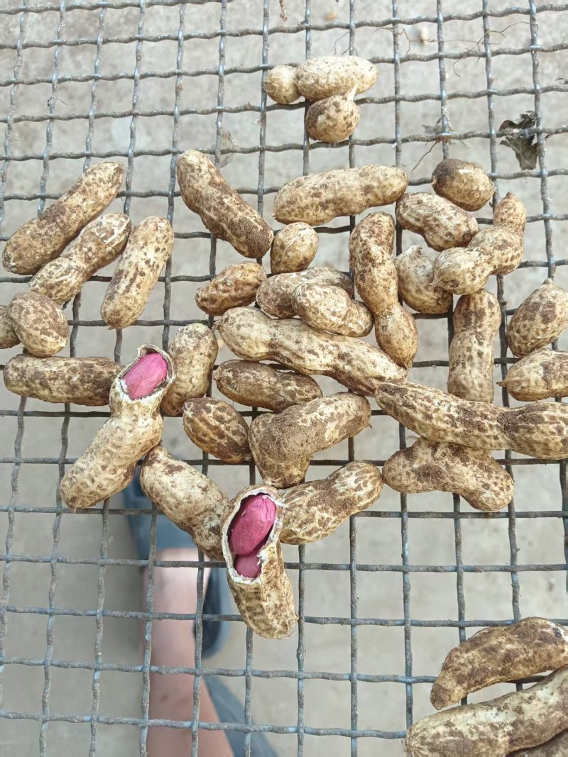 精品两粒红花生