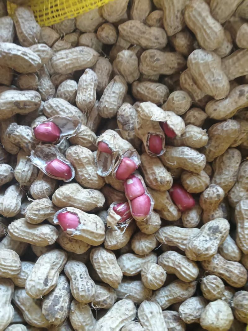 精品两粒红花生
