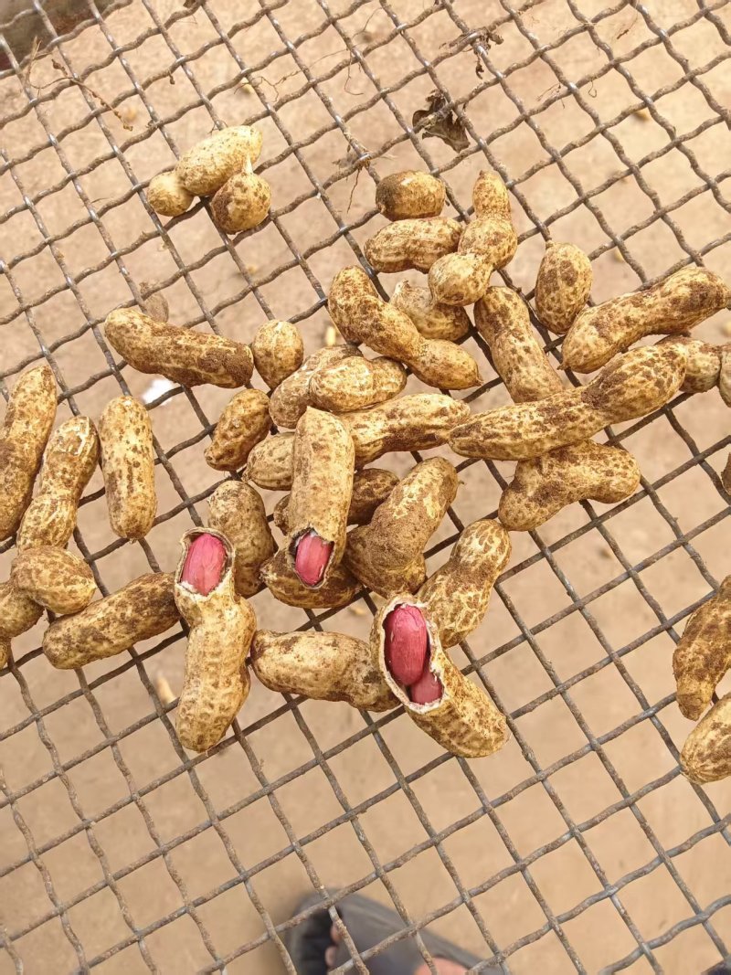 精品两粒红花生