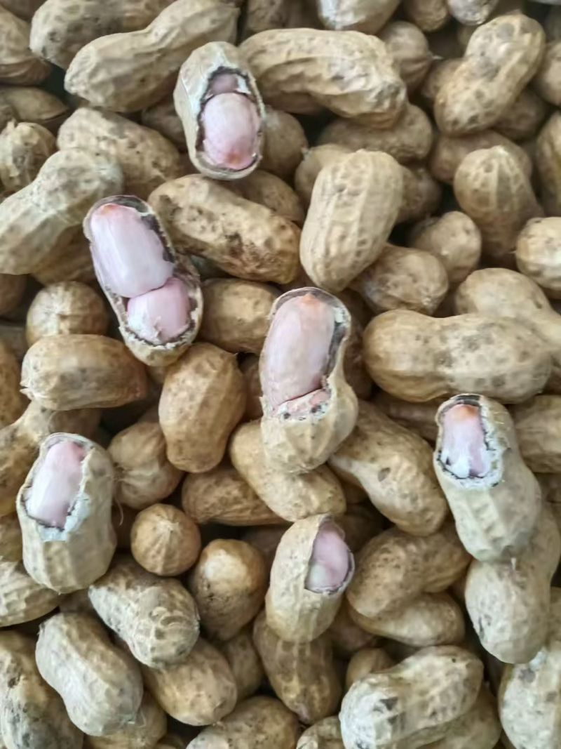 小白鲨花生