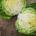 兰州高原夏菜中甘十五