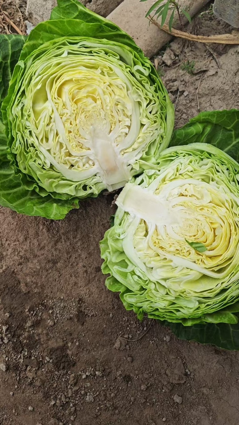 兰州高原夏菜中甘十五