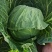 兰州高原夏菜中甘十五