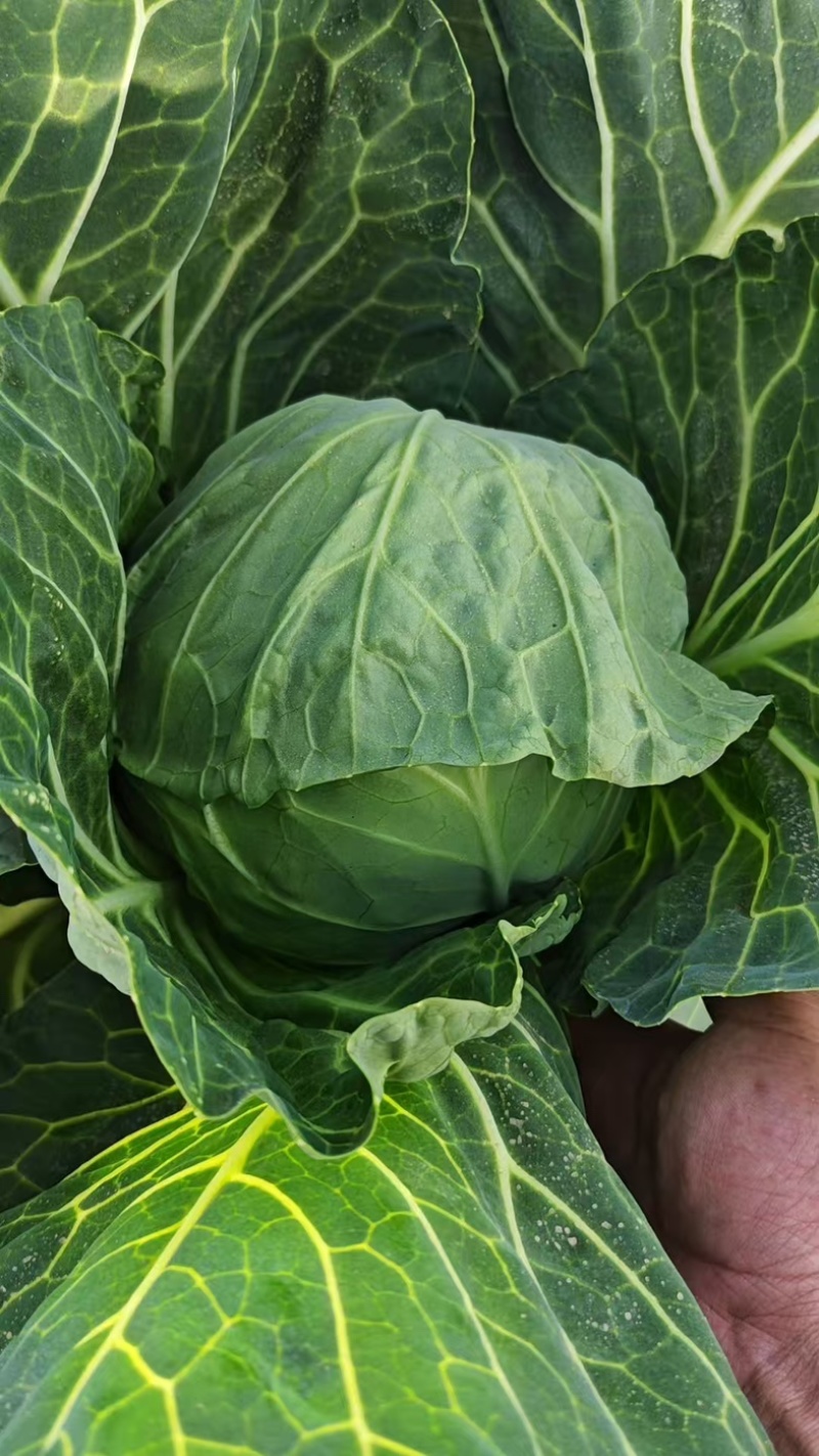 兰州高原夏菜中甘十五