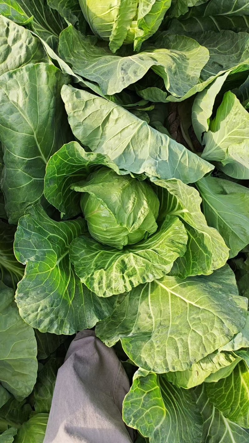 兰州高原夏菜中甘十五