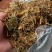 野生金银花
