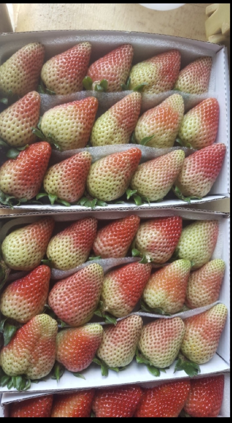 草莓原产地出售