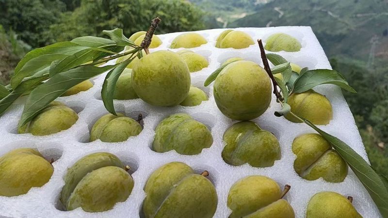镇宁蜂糖李一首果园大量出购