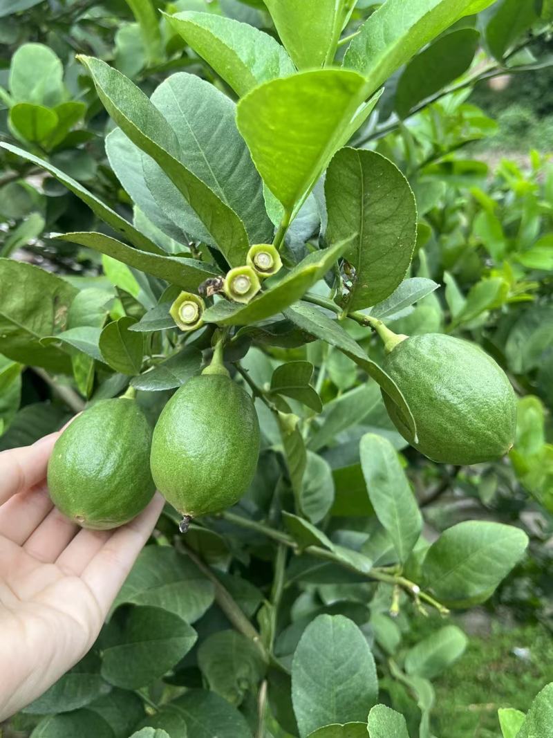 广东香水柠檬