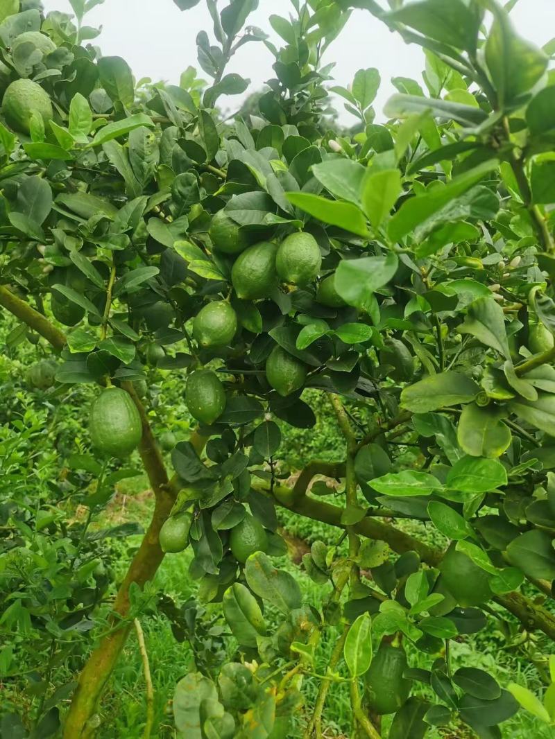 广东香水柠檬