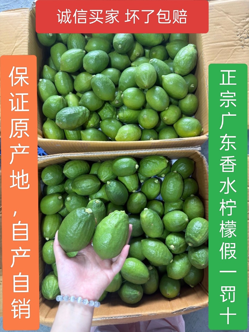广东香水柠檬