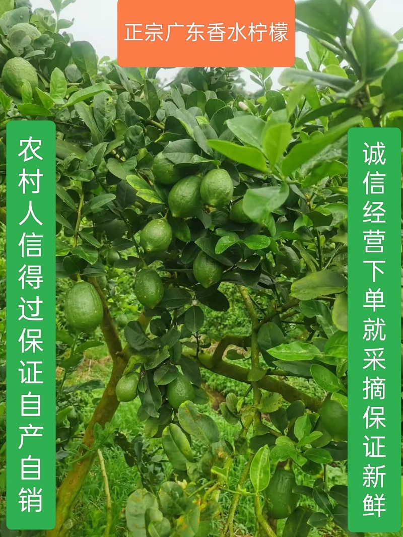 广东香水柠檬